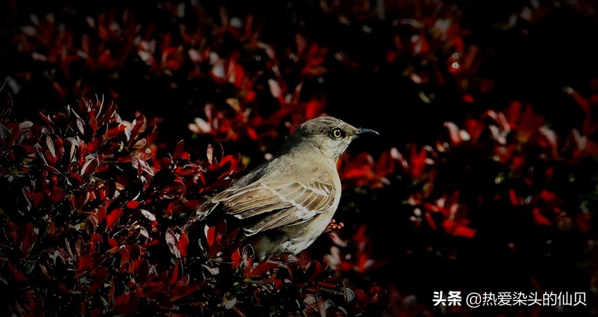 擅长鸣叫和模仿的小嘲鸫