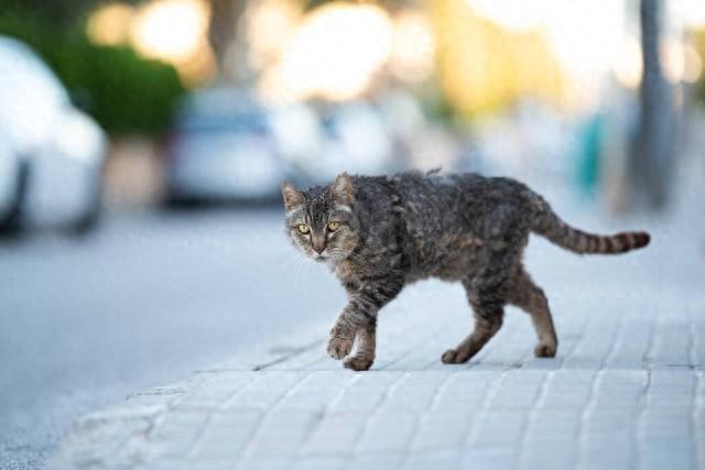 流浪猫寿命一般多少年 ：活不过第二年冬天？