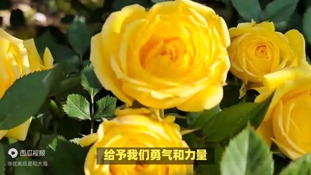 黄玫瑰象征着什么 ：黄玫瑰的花语和象征意义