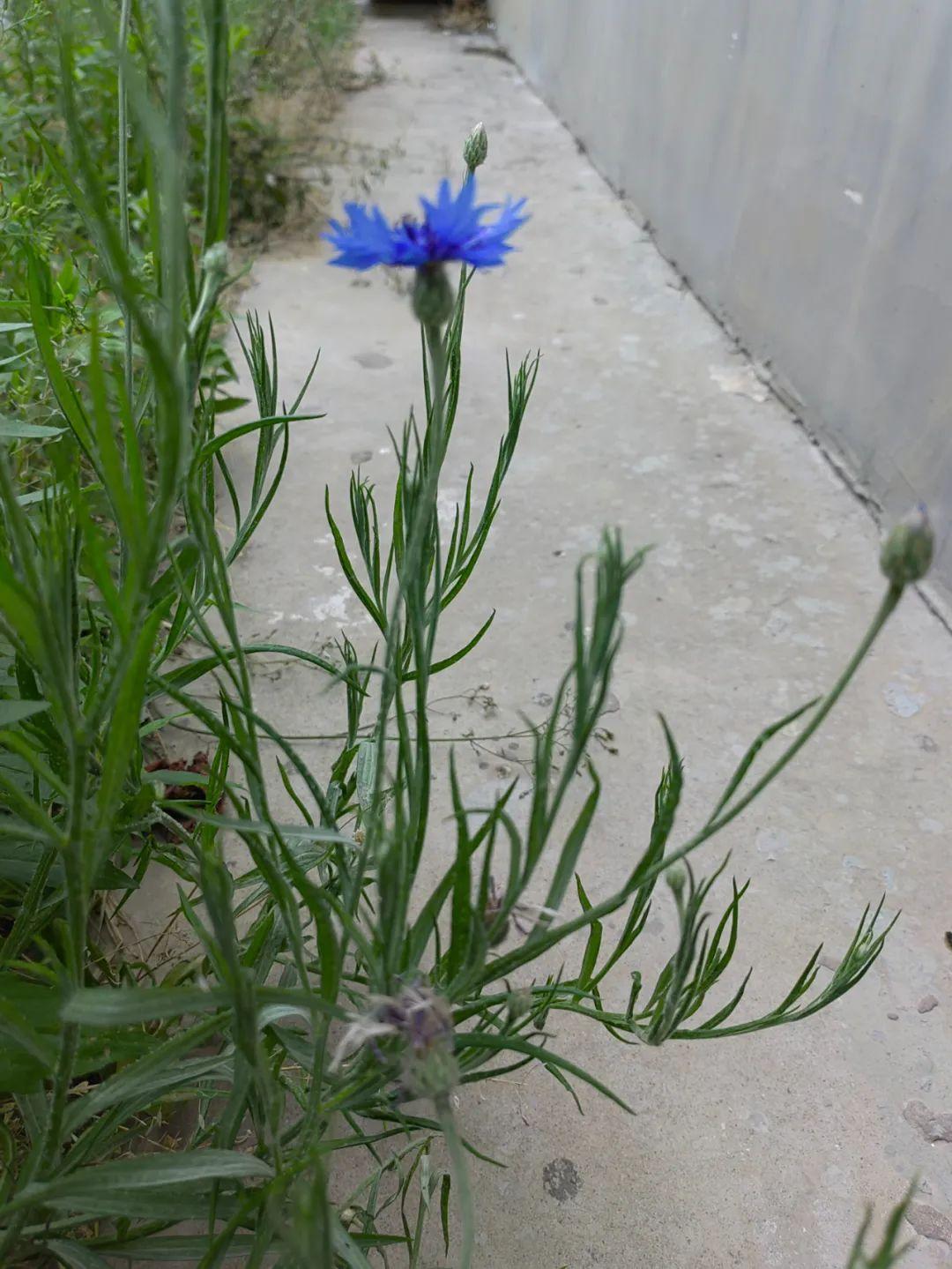 矢车菊的花语是什么 ，生命力顽强的“幸运花”，遇见，幸福！