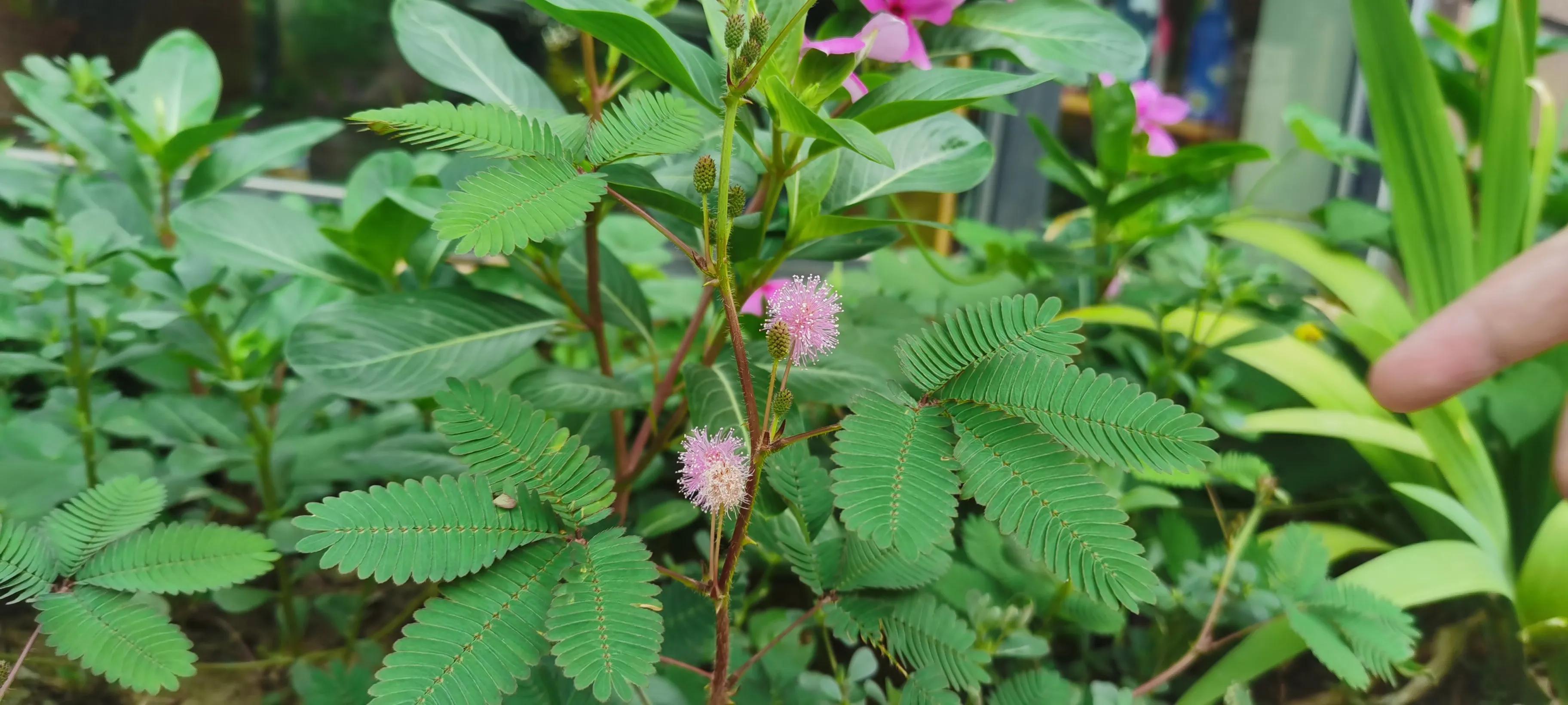 含羞草的花语和寓意