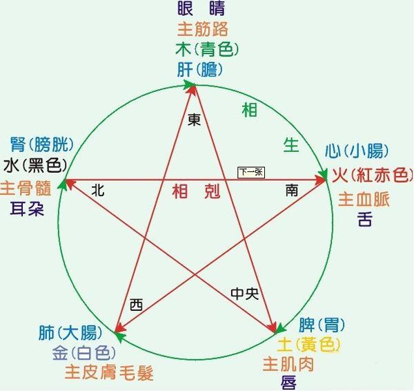 五脏和六腑是什么关系？