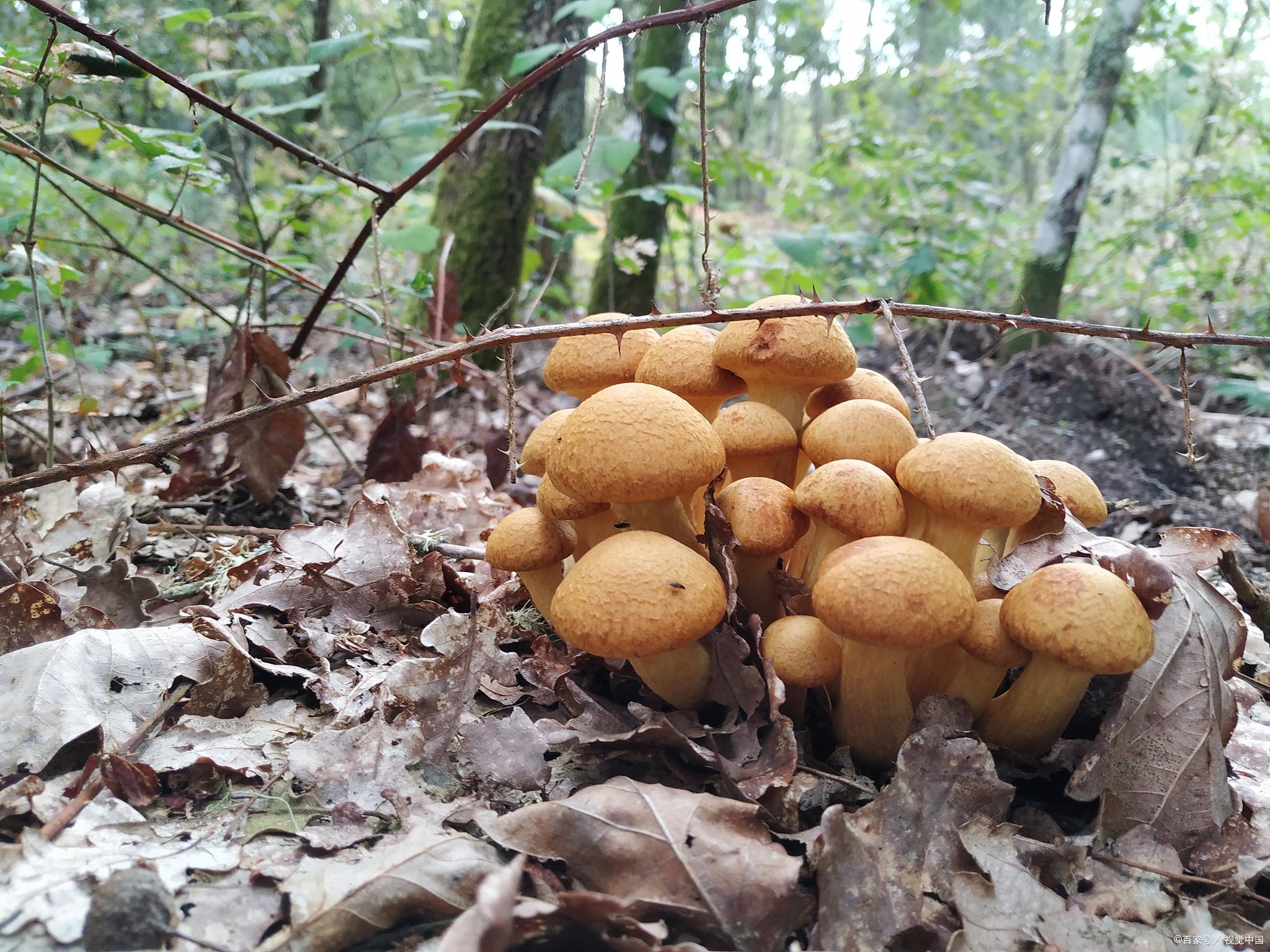 鸡枞菌的种植方法技术全解析：鲜美佳肴的诞生秘密