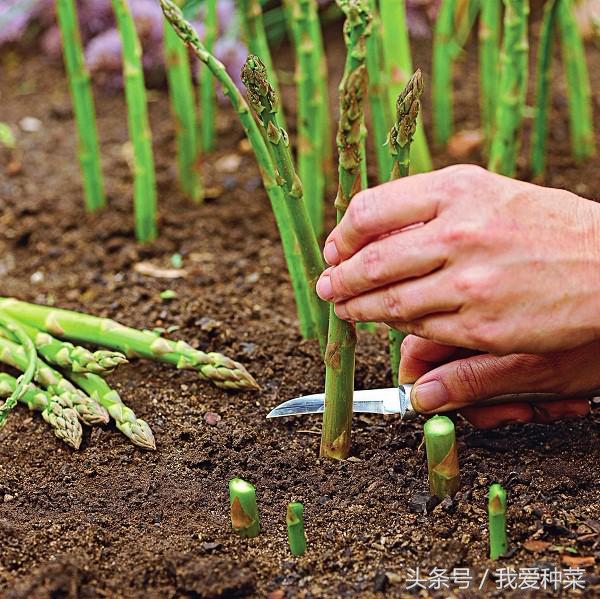 芦笋种子什么时候种植最好，种一次采摘十几年，错过再等一年